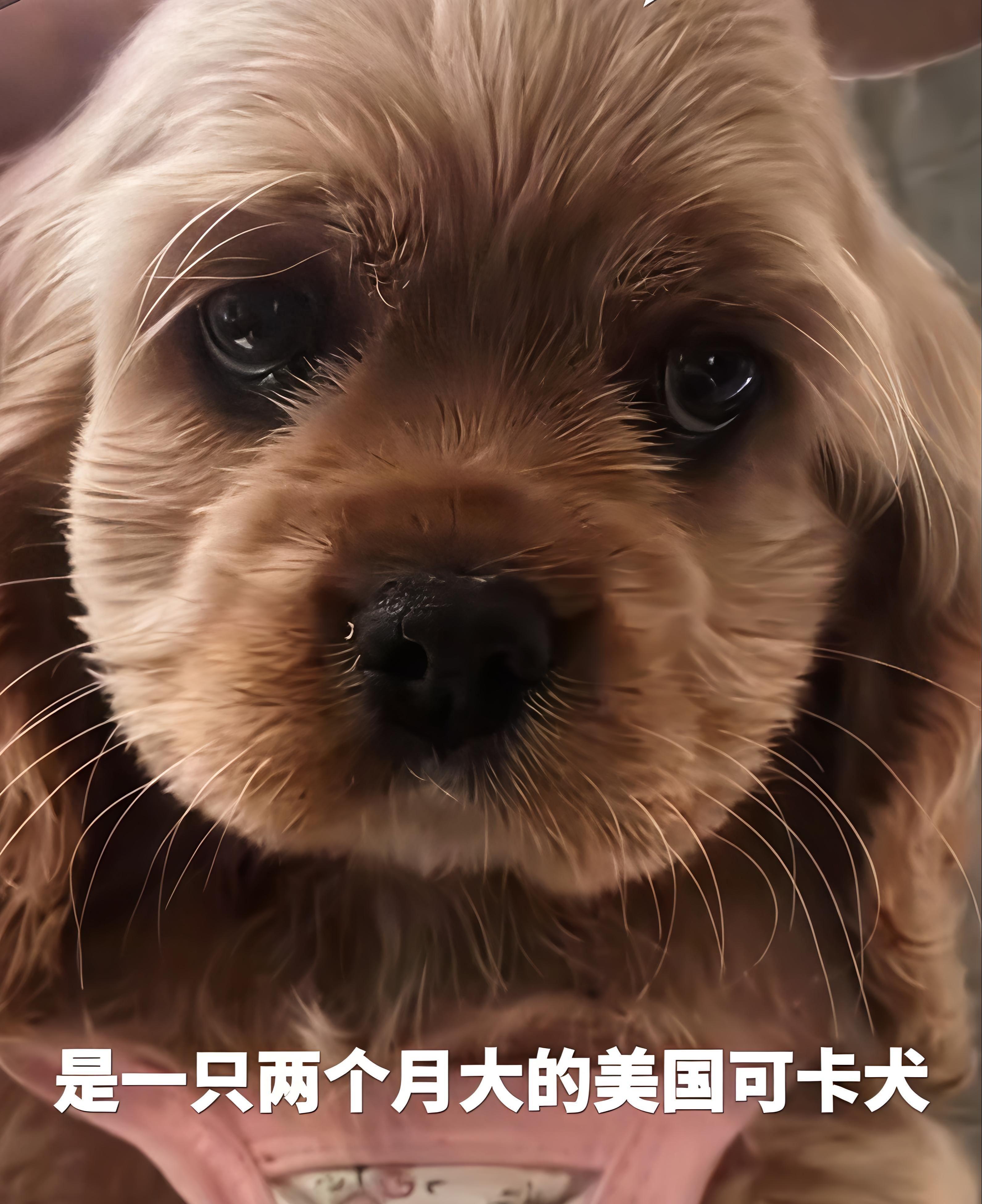 开云-河北偷狗女子社会性死亡:人被拘了,名声臭了,更恶心的还在后面